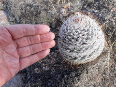 Mammillaria barbata