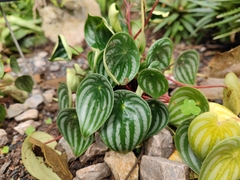 Peperomia argyreia