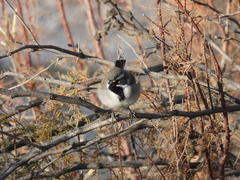 Amphispiza bilineata
