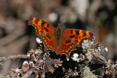 Polygonia oreas
