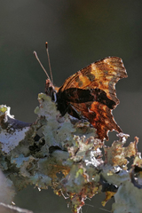 Polygonia oreas