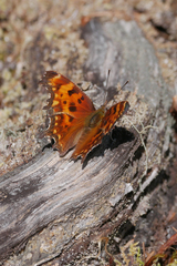 Polygonia oreas