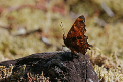 Polygonia oreas