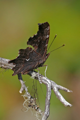 Polygonia oreas