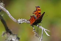 Polygonia oreas