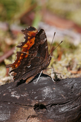 Polygonia oreas