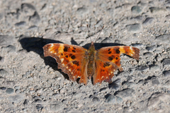 Polygonia oreas