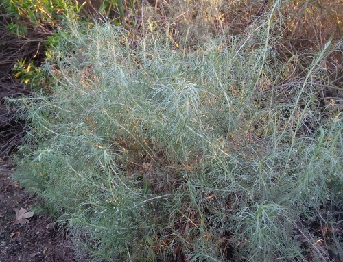 iNaturalist observation photo of California sagebrush