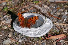 Polygonia oreas