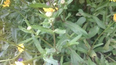 Coleostephus myconis