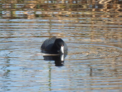 Fulica americana