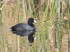 Fulica americana