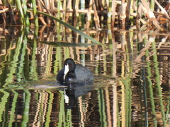 Fulica americana