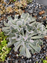 Echeveria runyonii