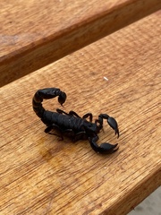 Bothriurus bonariensis