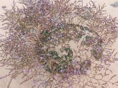 Limonium companyonis