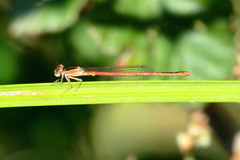Agriocnemis falcifera