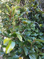 Ficus pumila awkeotsang