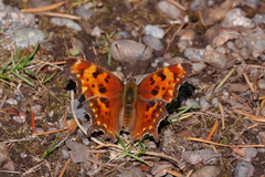Polygonia oreas