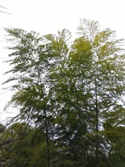 Phyllostachys edulis