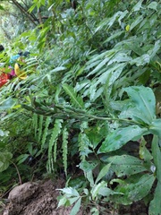 Habenaria pantlingiana