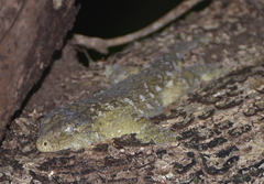 Rhacodactylus leachianus