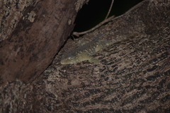 Rhacodactylus leachianus