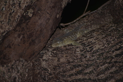 Rhacodactylus leachianus