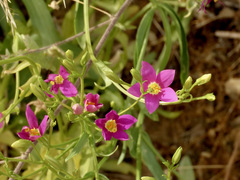 Zeltnera arizonica