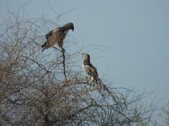 Buteo jamaicensis