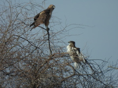 Buteo jamaicensis