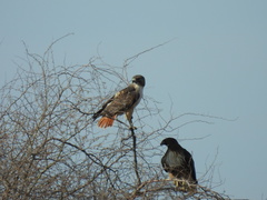 Buteo jamaicensis