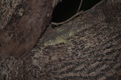 Rhacodactylus leachianus