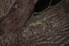 Rhacodactylus leachianus