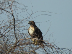 Buteo jamaicensis