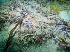 Pleuronichthys verticalis