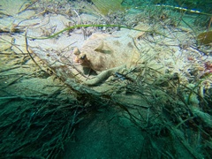 Pleuronichthys verticalis