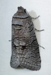 Culama suffusca
