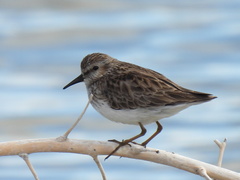 Calidris minutilla