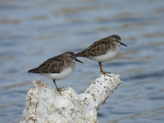 Calidris minutilla