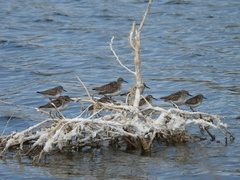 Calidris minutilla