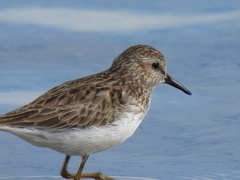 Calidris minutilla