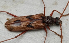 Phoracantha acanthocera
