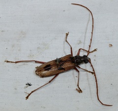 Phoracantha acanthocera