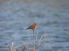 Pyrocephalus rubinus