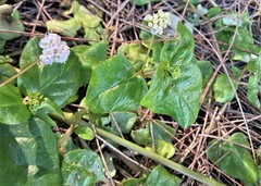 Boerhavia repens