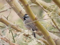 Amphispiza bilineata