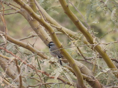 Amphispiza bilineata