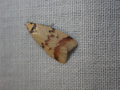 Heteroteucha anthodora