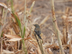 Setophaga coronata